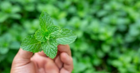 Hojas de menta con bicarbonato: para qué sirve esta mezcla Hojas de menta con bicarbonato: para qué sirve esta mezcla imagen-14