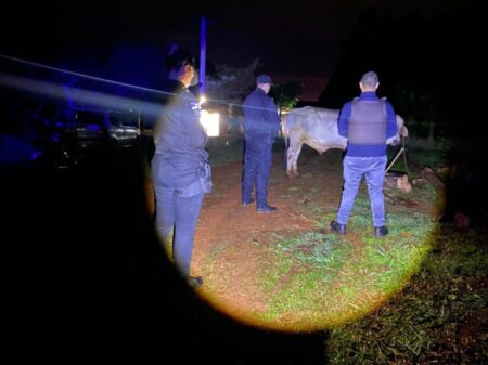 Recuperan  un Cebú de 400 kilos robado a un colono en Gobernador López imagen-66