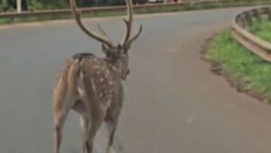 Sorpresa en Garupá: un ciervo axis fue visto corriendo sobre la ruta imagen-2