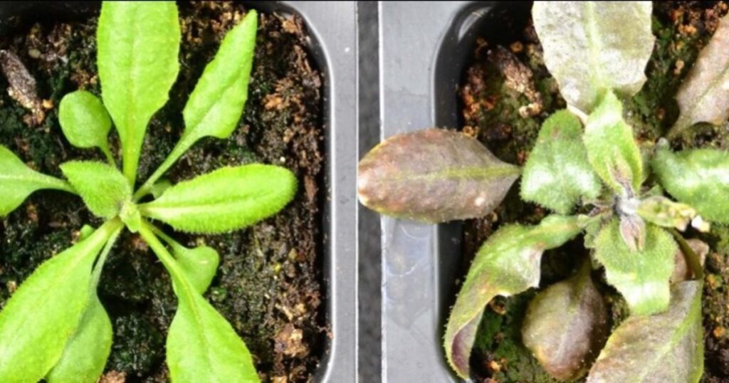 Descubrieron que las plantas producen su propia aspirina cuando sufren estrés imagen-5
