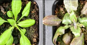 Descubrieron que las plantas producen su propia aspirina cuando sufren estrés imagen-2
