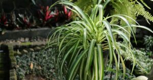 Adiós a la lengua de suegra: la planta de interior que purifica el aire y no es tóxica para mascotas Adiós a la lengua de suegra: la planta de interior que purifica el aire y no es tóxica para mascotas imagen-2