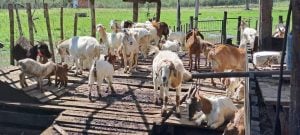 Misiones | El Programa de Desarrollo Territorial de la Producción Ovino-Caprina apuesta a fortalecer el sector para tener una producción más homogénea Misiones | El Programa de Desarrollo Territorial de la Producción Ovino-Caprina apuesta a fortalecer el sector para tener una producción más homogénea imagen-4
