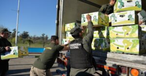 Cocaína camuflada entre bananas: incautaron un cargamento narco valuado en millones de dólares imagen-3