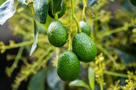 Se afianza la palta como alternativa productiva en las chacras imagen-2