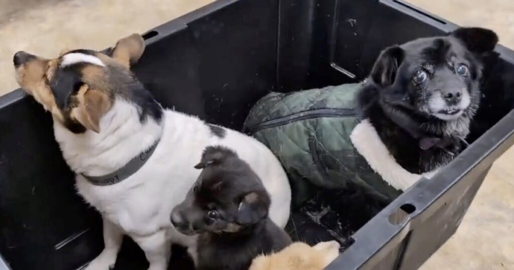 Ante la evacuación masiva en Alaska, cómo es la misión de rescatar a los perros que quedaron en las aldeas devastadas por el tifón Halong imagen-4
