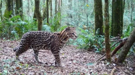 Un estudio del Conicet revela estabilidad en la población de ocelotes en Misiones tras 14 años de monitoreo imagen-9