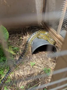 Fauna silvestre: Colegio de Veterinarios evaluará acciones según cómo avance la causa imagen-1