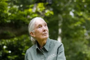 Falleció Jane Goodall, la científica que dejó huella en Misiones y en el mundo imagen-3