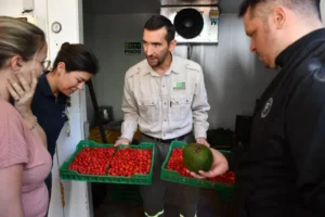 Empresa del norte misionero producirá pulpa de palta para comercializar imagen-4