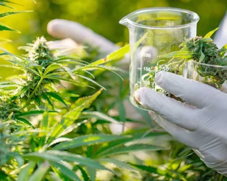 Misiones avanza en una ley para el desarrollo integral del cannabis con fines productivos y terapéuticos imagen-12