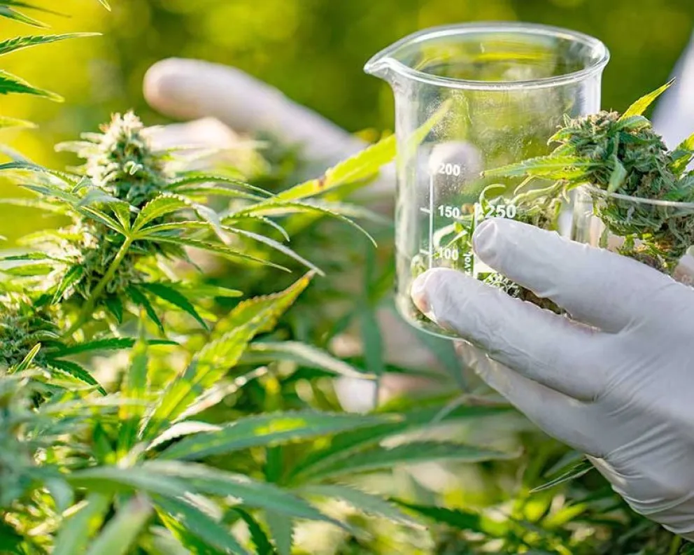 Misiones avanza en una ley para el desarrollo integral del cannabis con fines productivos y terapéuticos Misiones avanza en una ley para el desarrollo integral del cannabis con fines productivos y terapéuticos imagen-4