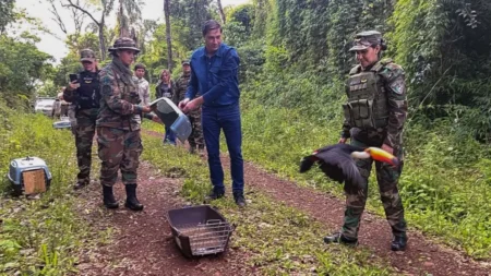 Liberan animales silvestres que fueron víctimas de mascotismo y tráfico ilegal imagen-20