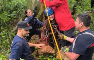 Cayó a un pozo de 17 metros intentando rescatar a un perro: ambos fueron salvados por Bomberos imagen-2