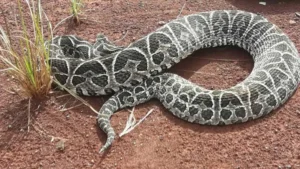Aumentan en Misiones las picaduras de alacranes y mordeduras de serpientes Aumentan en Misiones las picaduras de alacranes y mordeduras de serpientes imagen-1
