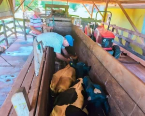 Arranca este lunes la segunda campaña anual de vacunación contra la fiebre aftosa imagen-1