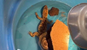 “Lo que vimos fue un desastre en materia de conservación y respeto animal” imagen-3