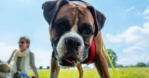 El suplemento para artritis canina más vendido que mejora la movilidad en 30 días imagen-3