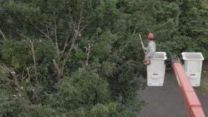 Energía de Misiones anunció nuevos cortes programados de luz en Posadas para seguir con el operativo de poda: qué barrios y cuándo se verán afectados Energía de Misiones anunció nuevos cortes programados de luz en Posadas para seguir con el operativo de poda: qué barrios y cuándo se verán afectados imagen-6