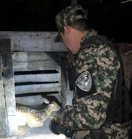 Rescate de un ciervo en Misiones imagen-7