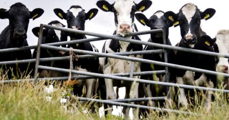Accidente fatal: una jubilada murió tras ser pisoteada por vacas Accidente fatal: una jubilada murió tras ser pisoteada por vacas imagen-14