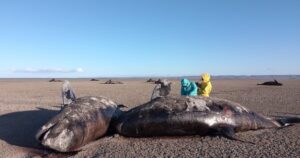 Dramático hallazgo en Tierra del Fuego: aparecieron 26 orcas muertas en una playa del norte de la provincia imagen-2