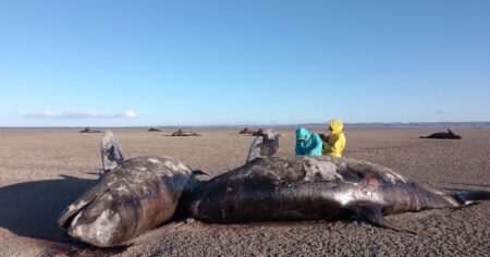 Dramático hallazgo en Tierra del Fuego: aparecieron 26 orcas muertas en una playa del norte de la provincia imagen-9