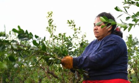 Prorrogan compatibilidad de planes sociales con trabajos rurales temporales Prorrogan compatibilidad de planes sociales con trabajos rurales temporales imagen-9