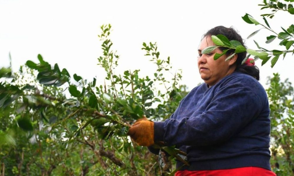 Prorrogan compatibilidad de planes sociales con trabajos rurales temporales Prorrogan compatibilidad de planes sociales con trabajos rurales temporales imagen-5