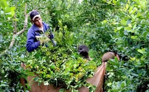 El INYM estimó un costo de producción de $423,99 por kilo de hoja verde de yerba en secadero, pero a los productores les siguen pagando hasta menos de la mitad El INYM estimó un costo de producción de $423,99 por kilo de hoja verde de yerba en secadero, pero a los productores les siguen pagando hasta menos de la mitad imagen-4