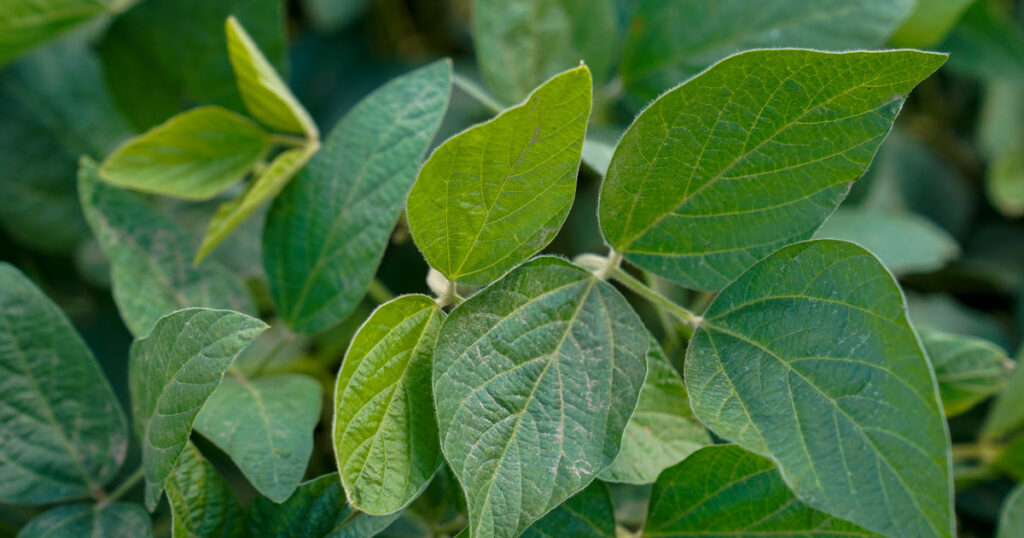 La nutrición inteligente en soja, clave para reducir brechas y mejorar la calidad del grano La nutrición inteligente en soja, clave para reducir brechas y mejorar la calidad del grano imagen-5