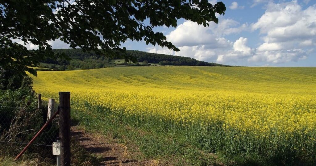 Cómo hacer la transición hacia una «agricultura de paisajes» Cómo hacer la transición hacia una "agricultura de paisajes" imagen-99