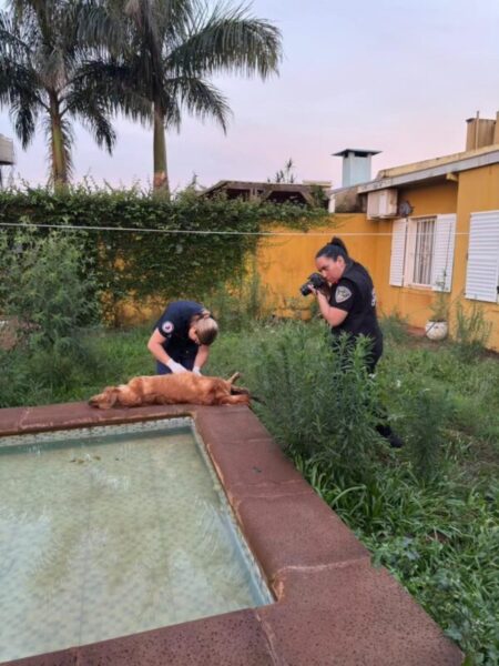 Crueldad animal en Posadas: un perro murió ahogado y otro agonizaba cuando fue rescatado por la Policía imagen-7