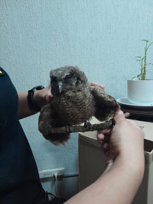 Tres aves rescatadas en menos de 24 horas mediante operativos policiales en distintos puntos de la provincia imagen-75