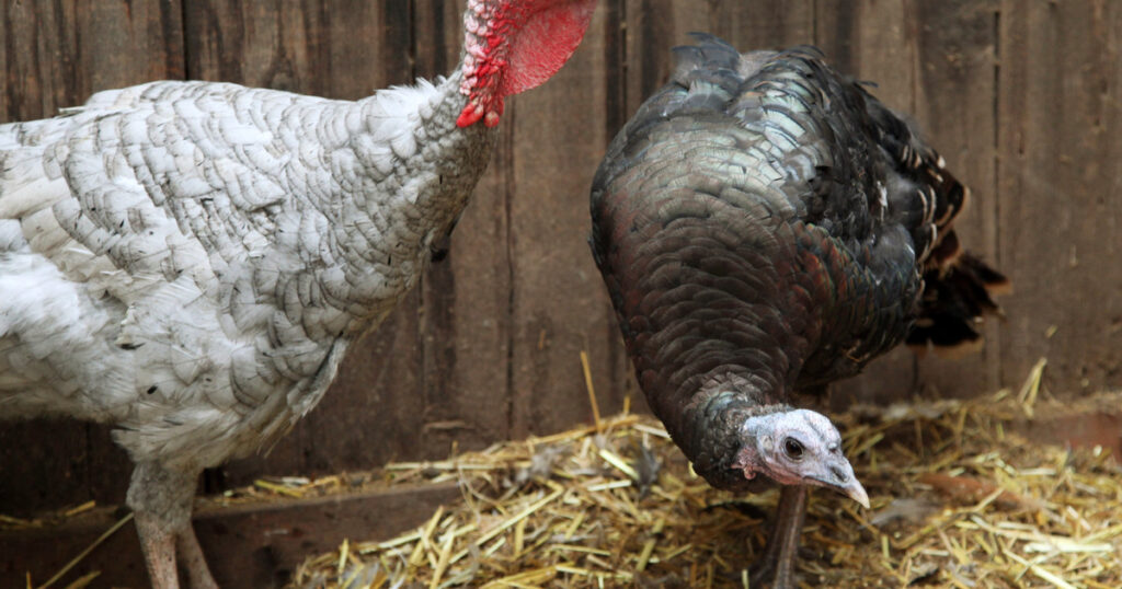 En Maine no habrá pavos para Acción de Gracias: piden no consumirlos por químicos cancerígenos hallados en especímenes salvajes imagen-5