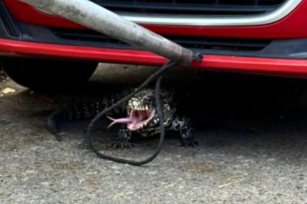 Santa Fe: un lagarto overo apareció en un barrio y sorprendió a los vecinos Santa Fe: un lagarto overo apareció en un barrio y sorprendió a los vecinos imagen-5