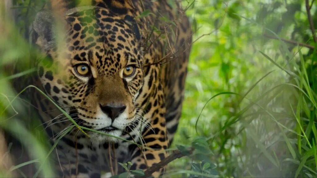 Día del Yaguareté: Misiones resguarda la población más grande del país imagen-5