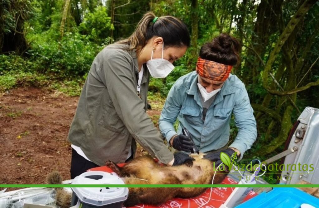 Bebés coatí: aparecen las primeras crías mientras avanza la investigación sobre el impacto humano  imagen-78