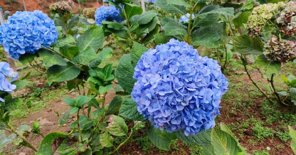 Con sus propias manos remodeló un viejo jardín y el resultado final impactó en las redes sociales imagen-5