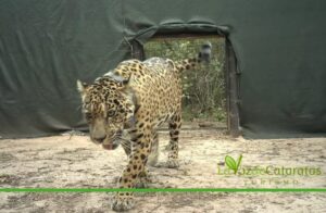 Ofrecen $250 millones de recompensa por información sobre el caso “Acaí” imagen-69