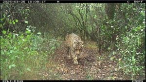 Parques Nacionales ofrece $250 millones de recompensa por datos sobre Acaí, una yaguareté desaparecida imagen-121