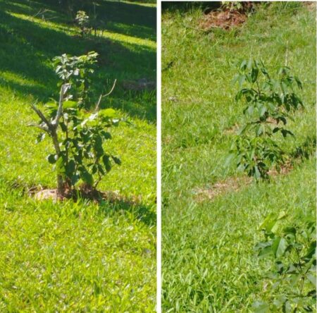 Piden colaboración de los vecinos para cuidar los árboles recién plantados frente al Barrio Elvira imagen-12