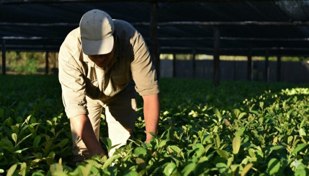 Repercusiones en el sector yerbatero tras la designación del nuevo presidente del INYM imagen-4