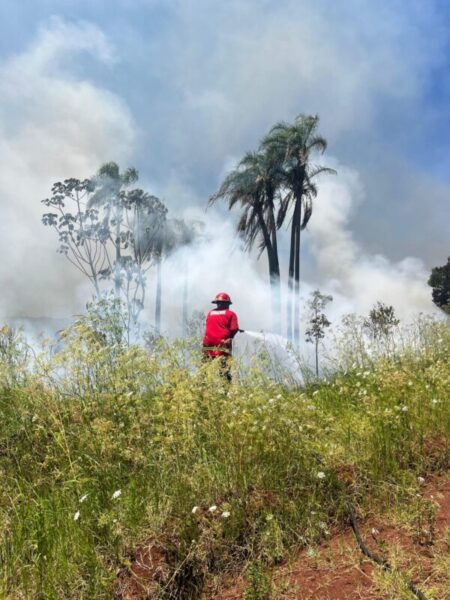 Se quemaron más de 7 hectáreas en un descampado del Barrio de Punta Alta de Oberá Se quemaron más de 7 hectáreas en un descampado del Barrio de Punta Alta de Oberá imagen-119