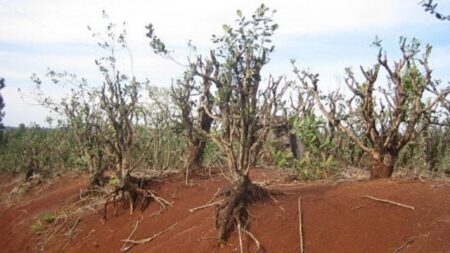 Llega La Niña a Misiones: se esperan lluvias por debajo de lo normal en los próximos meses imagen-5