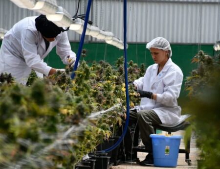 MisioPharma amplia su infraestructura para potenciar su producción imagen-19