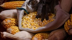 Cuando la semilla vuelve a la chacra: el proyecto Raíces y el protagonismo campesino imagen-104