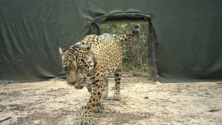 Parques Nacionales ofrece una recompensa millonaria por aportar datos de la yaguareté desaparecida en Chaco Parques Nacionales ofrece una recompensa millonaria por aportar datos de la yaguareté desaparecida en Chaco imagen-5