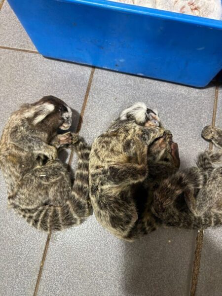 Grave causa de fauna silvestre en Posadas: a dos meses del allanamiento a la veterinaria Amazonas, persisten la incertidumbre y el riesgo para los animales imagen-106