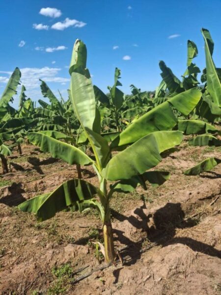 Biofábrica valida en Salta el éxito productivo del banano Cavendish imagen-14